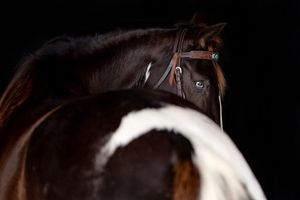 Close-up view of a dark brown horse with a white marking and bridle, focusing on its bright blue eye and harness.