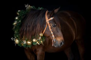 Brown horse wearing illuminated Christmas wreath garland against dark background in festive holiday portrait.