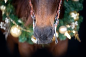 Close-up view of a brown horse's nose and nostrils with Christmas lights glowing in the background.