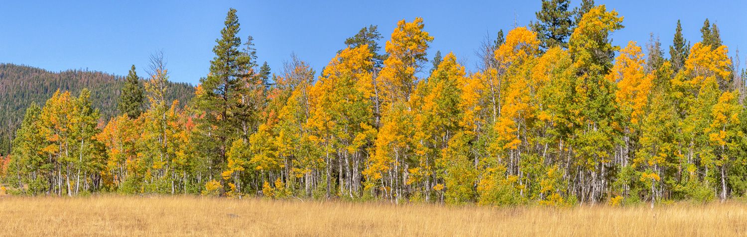 Golden Aspens and beautiful fall color in Paige Meadows in the Lake Tahoe Truckee Area by Cindy Tucey Photography