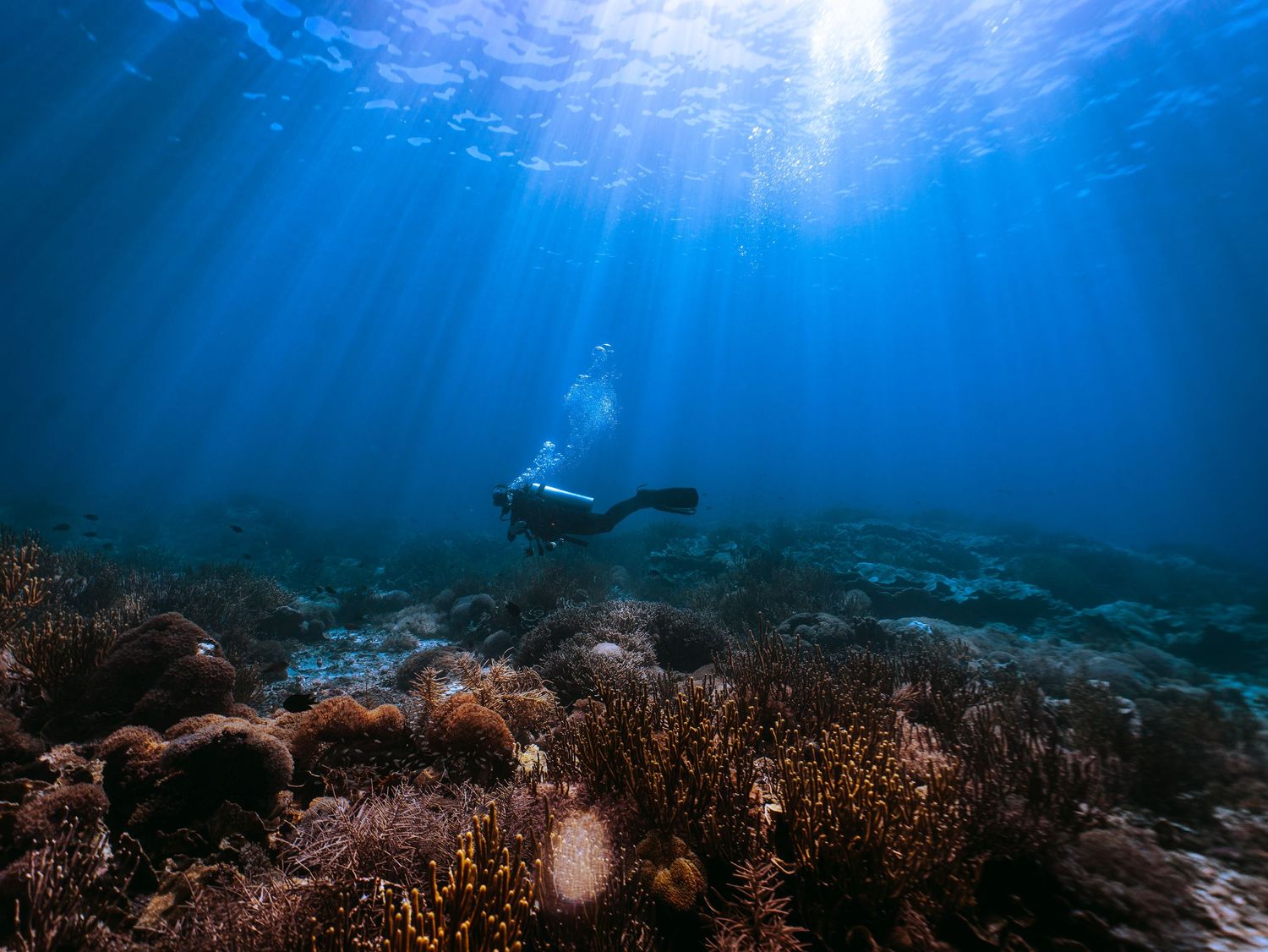Scuba diver Gaby Salvador exploring a vibrant coral reef underwater with sunbeams piercing through the deep blue ocean.