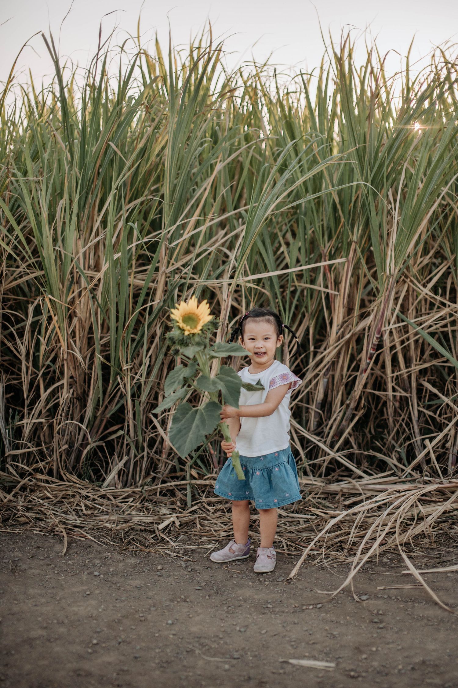 A cheerful child standing next to a tall sunflower among sugar cane plants.