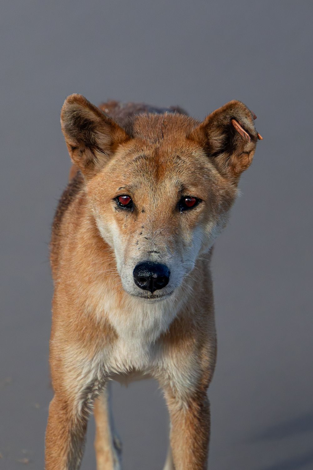 Erin behind the lens, K'gari, Frazer Island, visit Queensland, Dingo, Travel, Ocean, sand, Prints, Photography, wildlife