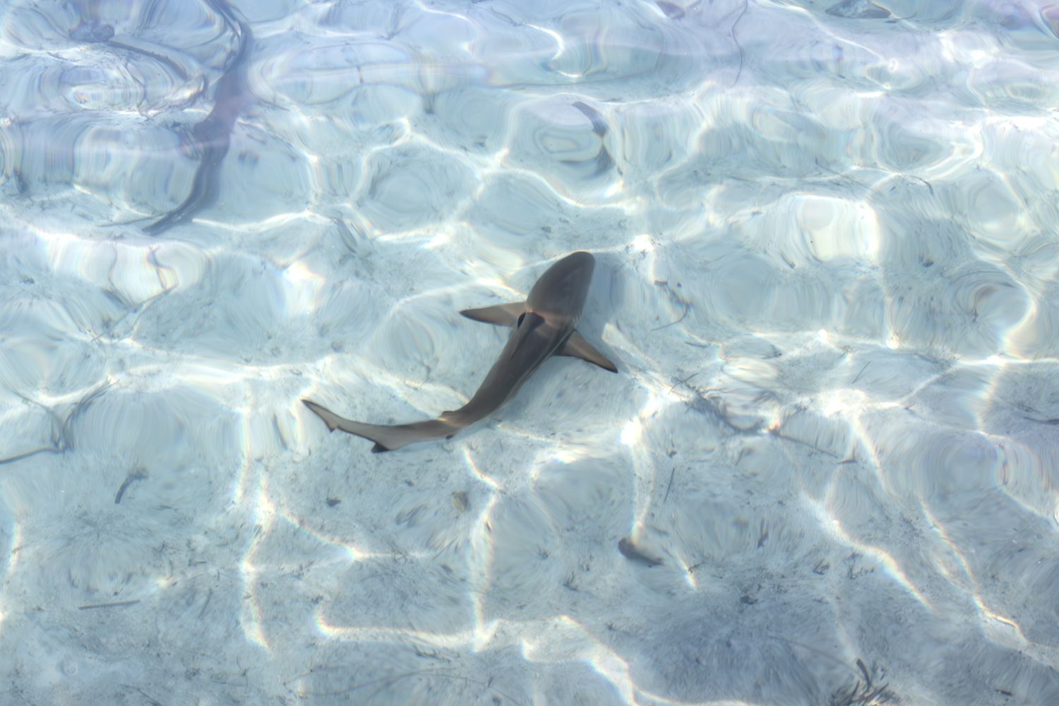 Erin behind the lens, Raja Ampat, Indonesia, reef shark, Travel, Ocean, reef, Prints, Photography