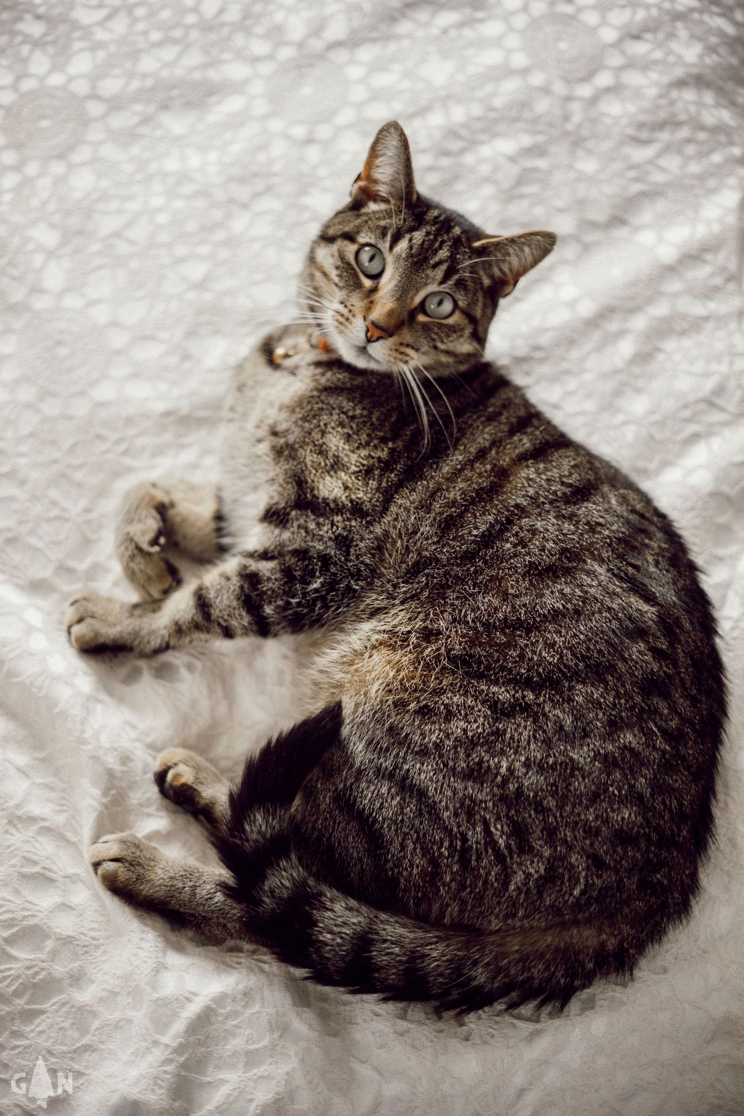 A tabby cat lounging on white bedding while looking back at the camera.