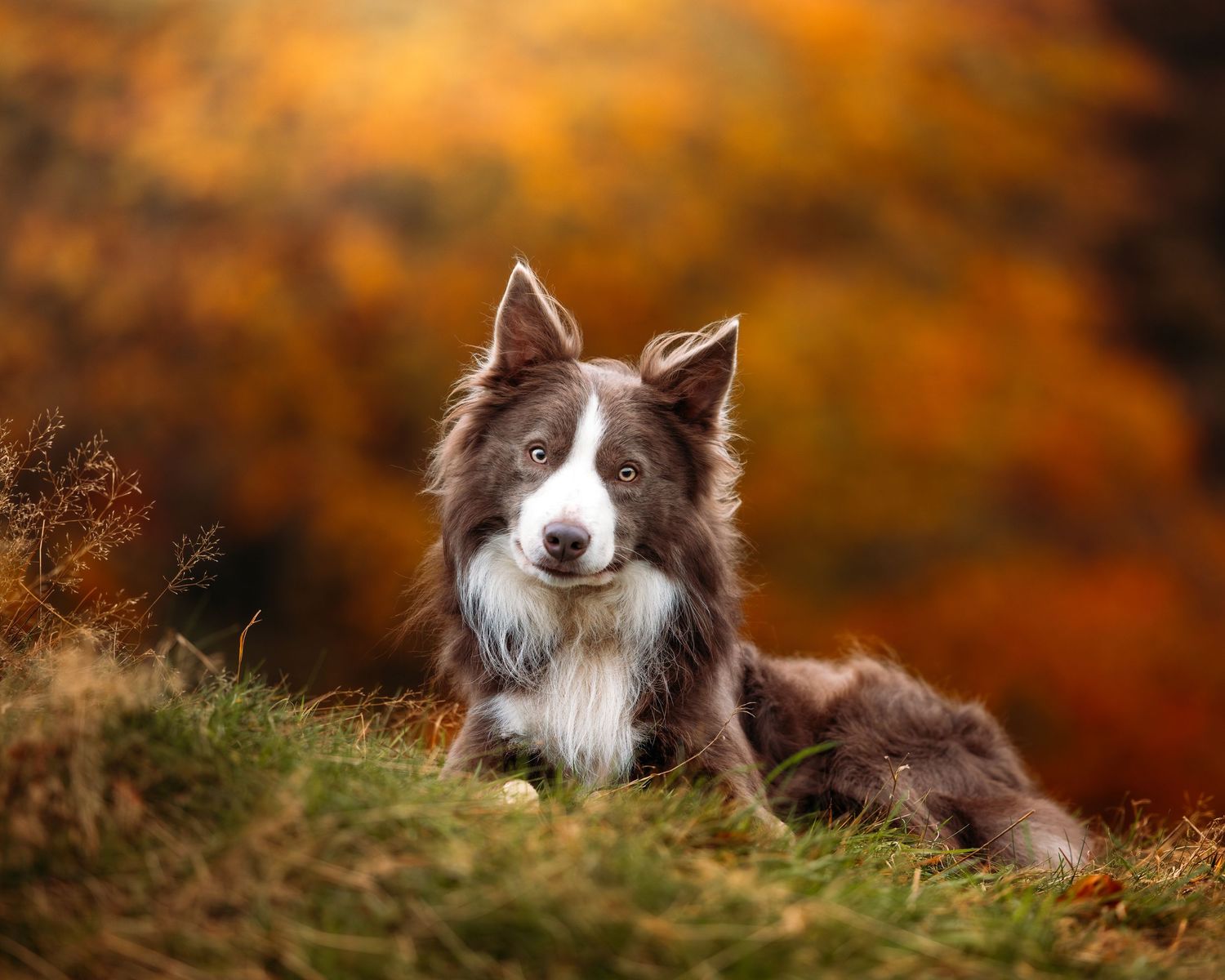 A Border Collie dog resting on a hillside with vibrant fall colors in the background.