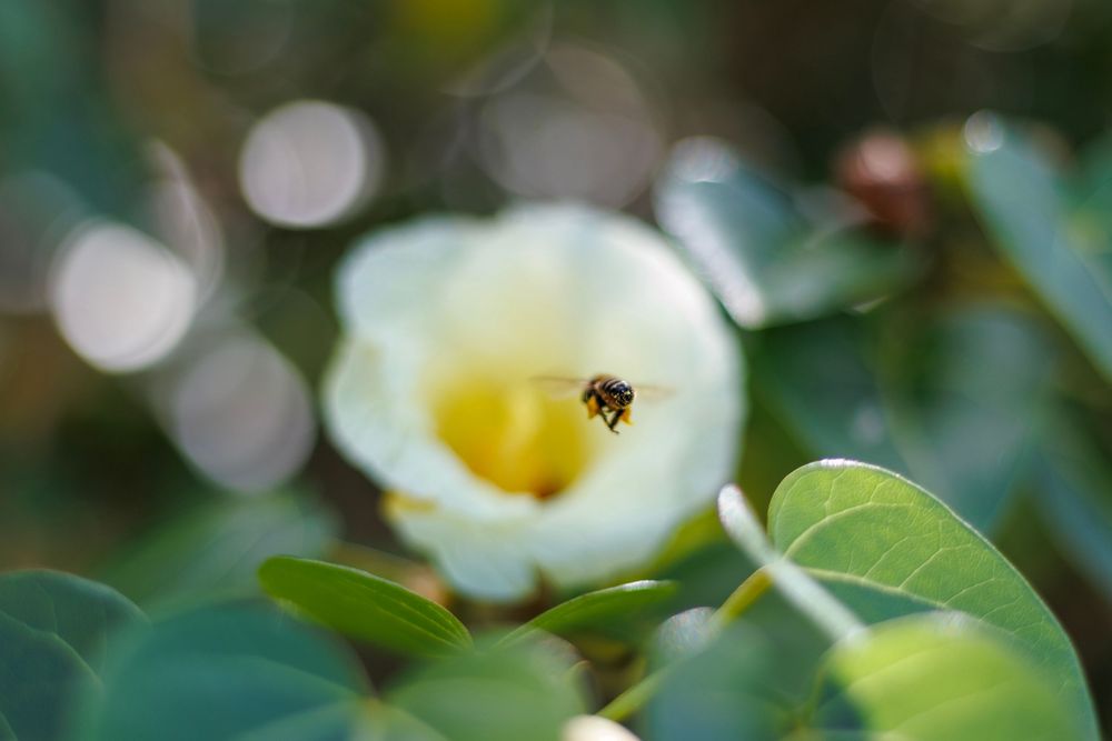 A bee flying into a flower.