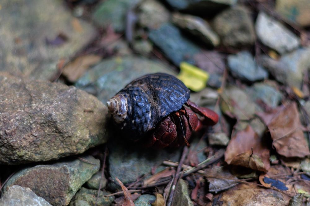 A deep red hermit crab with a dark shell.