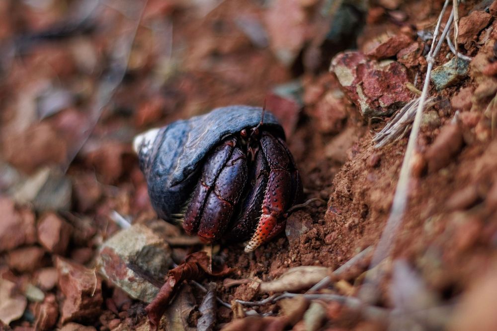 A deep red hermit crab with a dark shell.