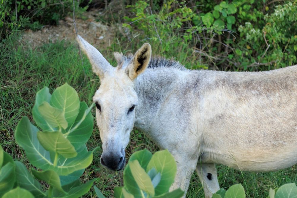 A light gray donkey.