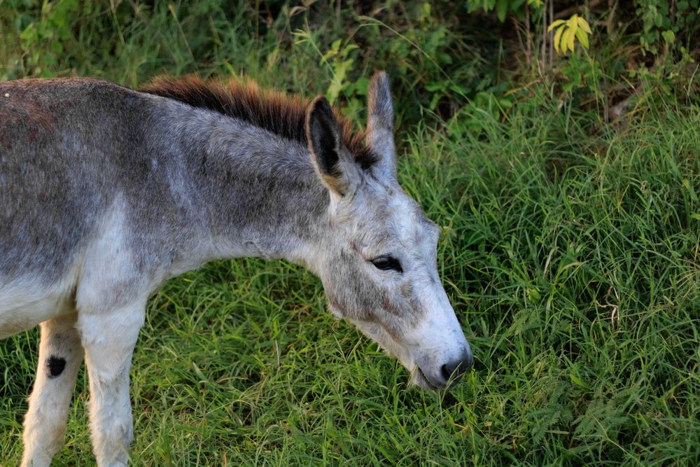 A  gray donkey