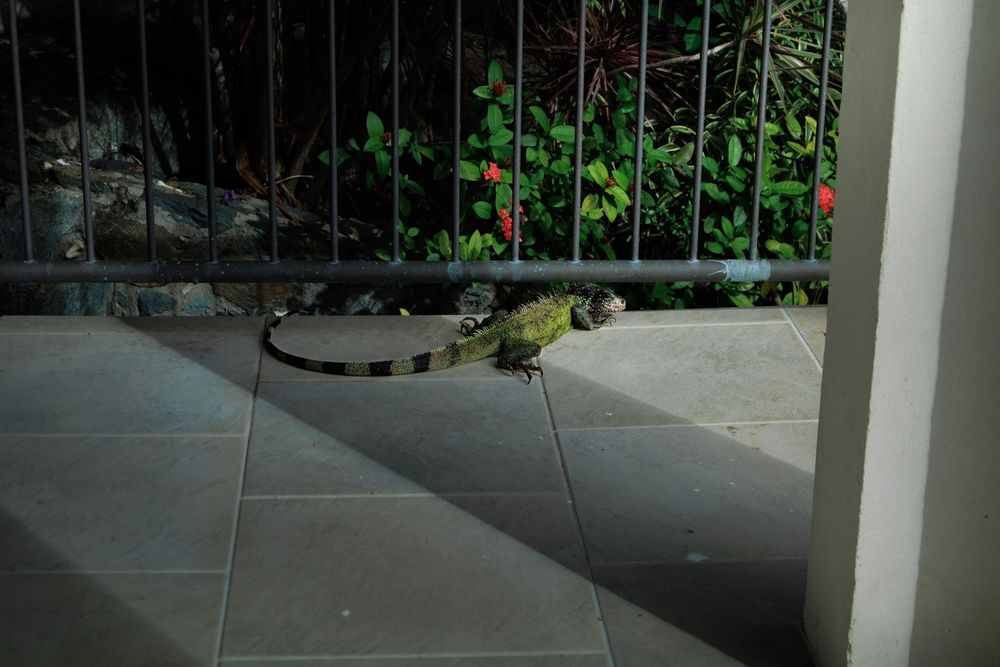 An iguana on a pool deck