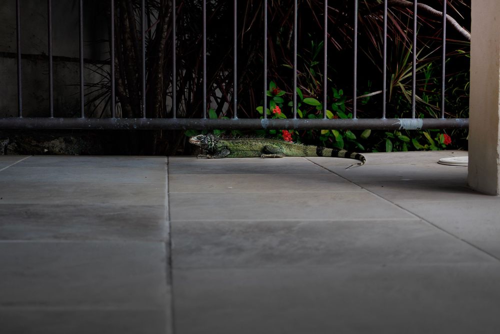 An iguana on a pool deck