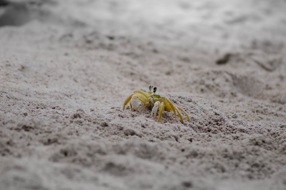 A small yellow crab