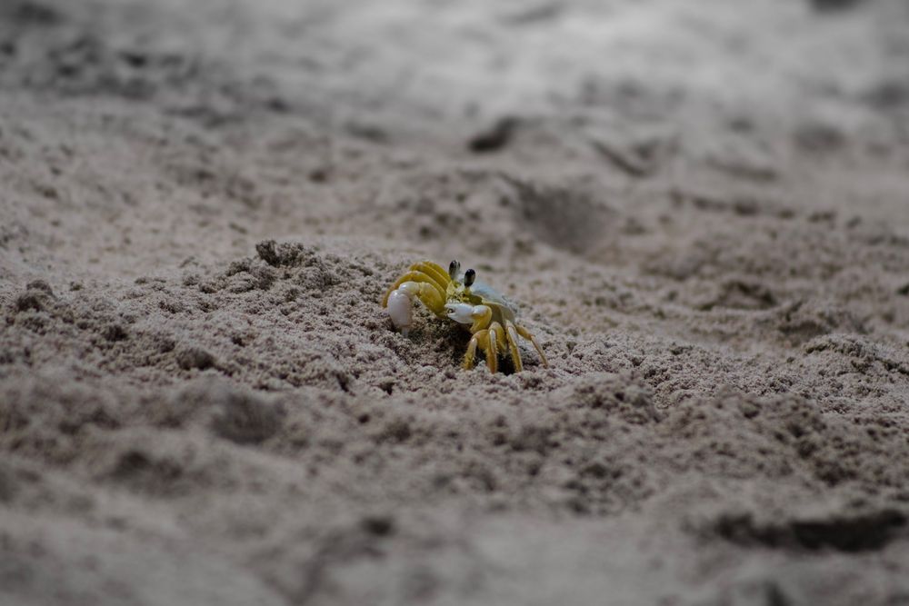 A small yellow crab