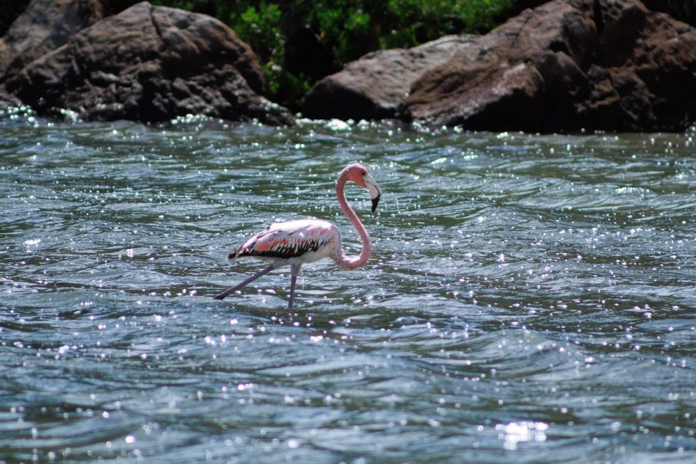 A flamingo