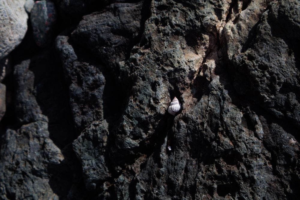 A tiny shell on a rock