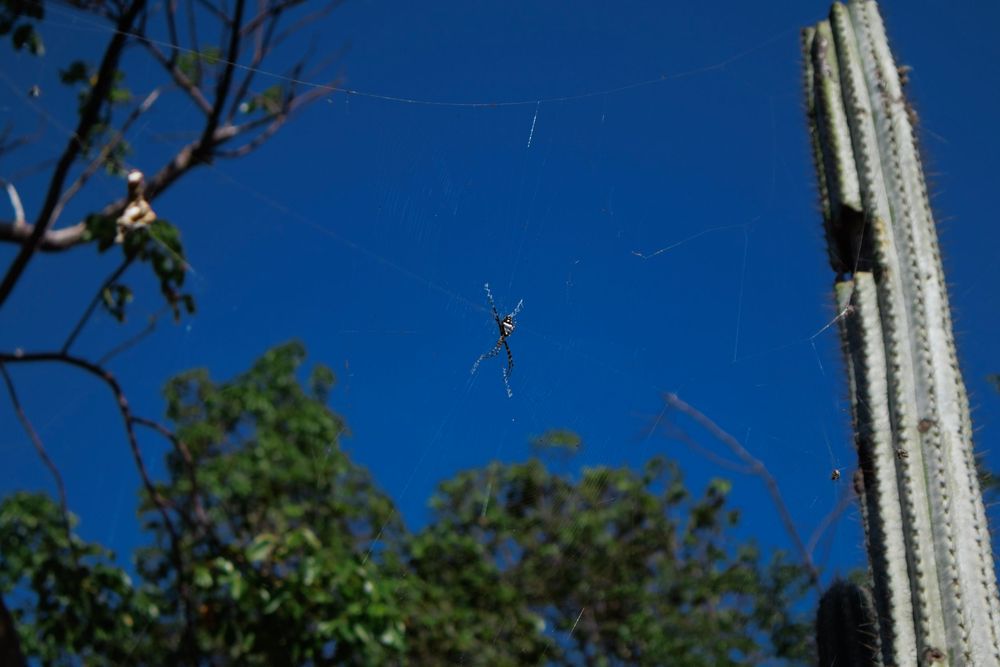 A spider on its web
