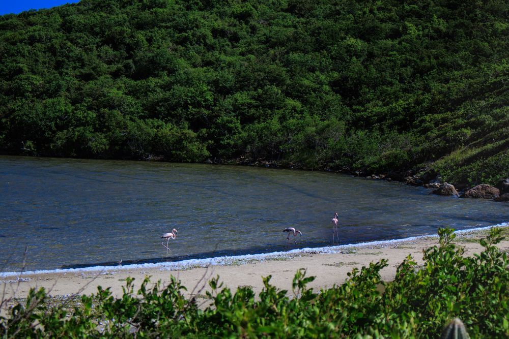 Three flamingos on a shore