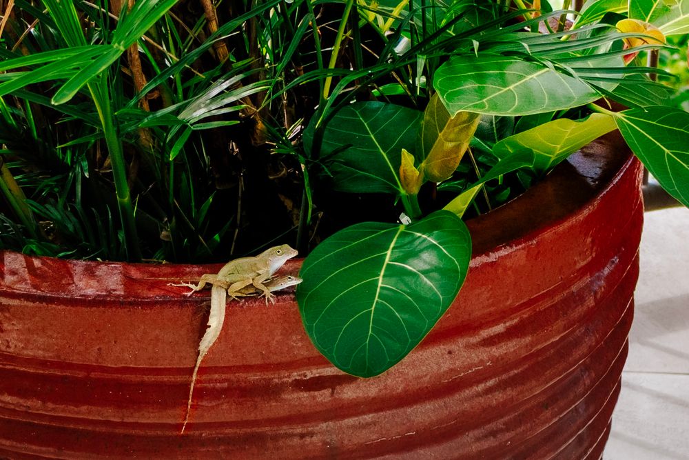 Two lizards on a pot