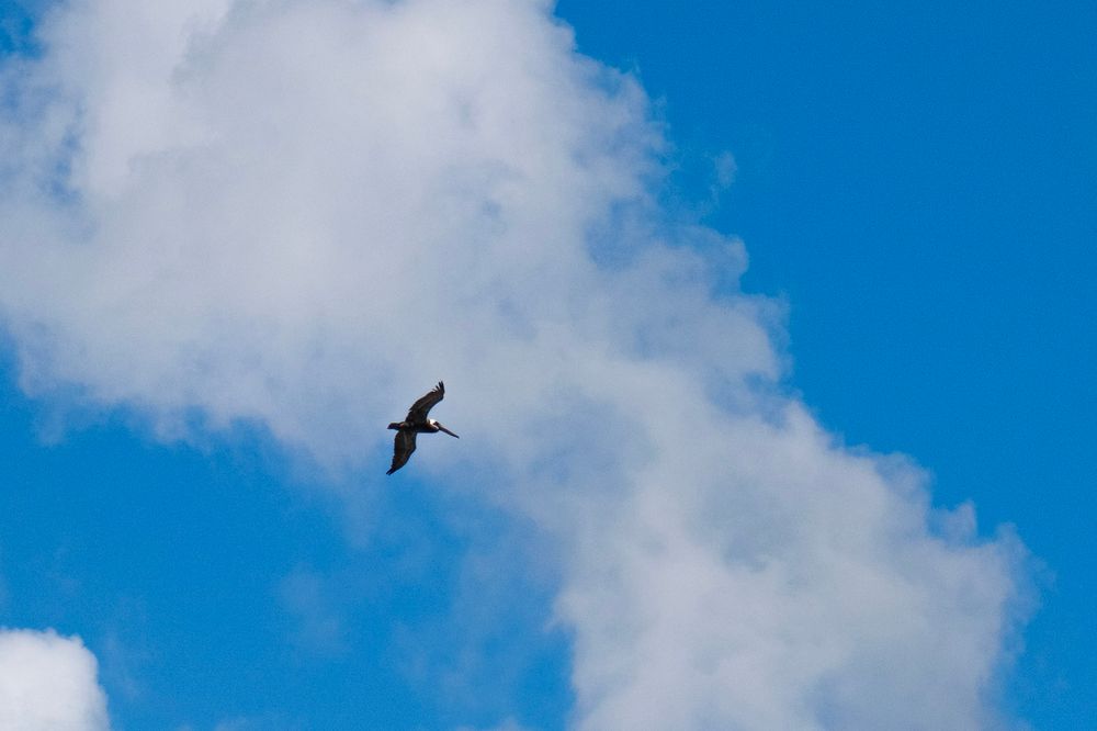 A bird soaring in the sky.