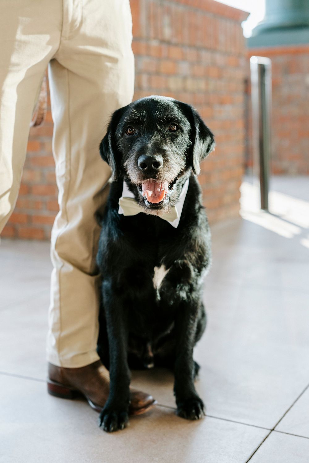 A sequence of four photos showing a black dog sitting on a tiled floor against a brick wall background.