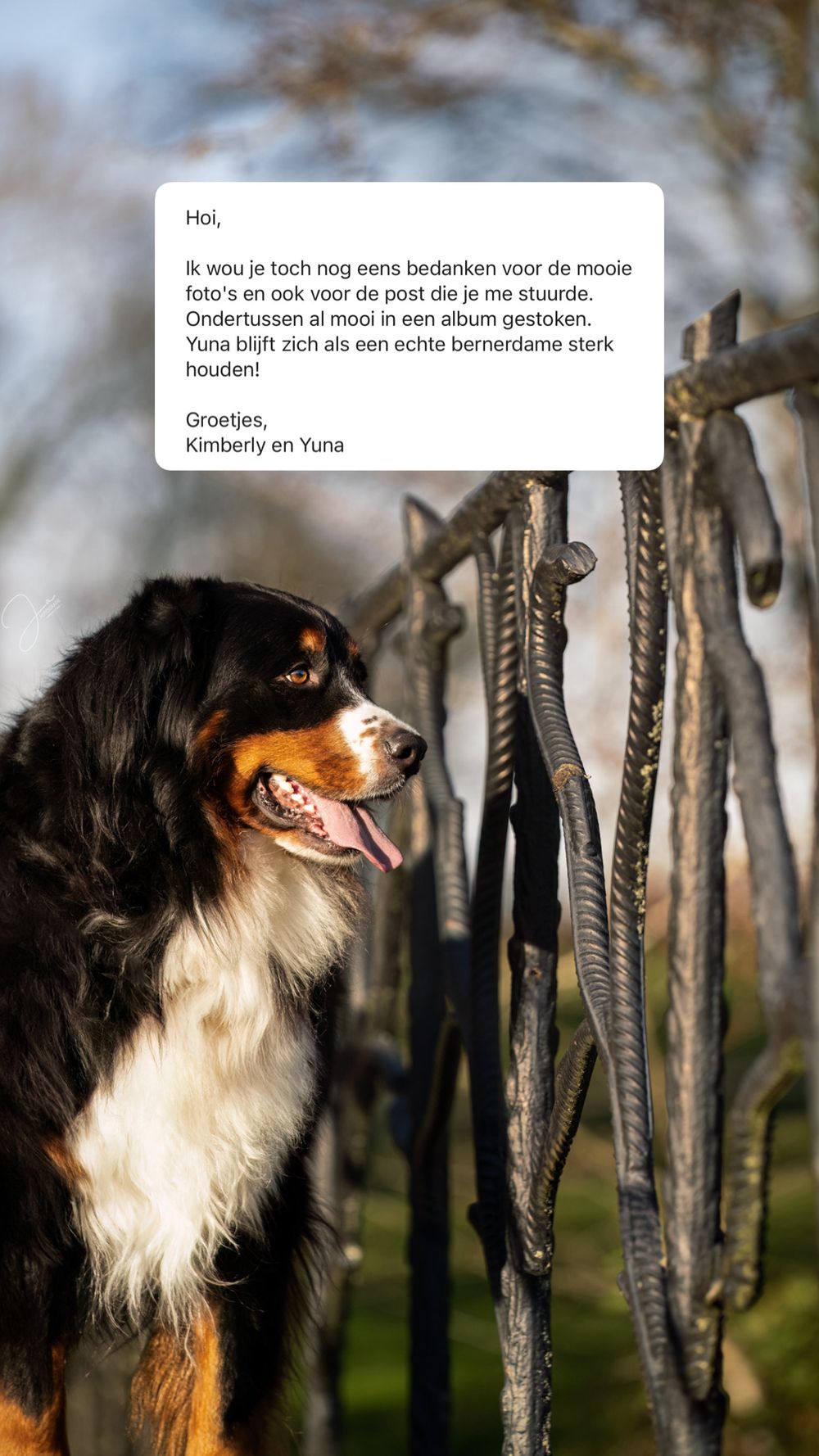 Professionele hondenfotografie Berner Sennen portret JA Fotografie Herne