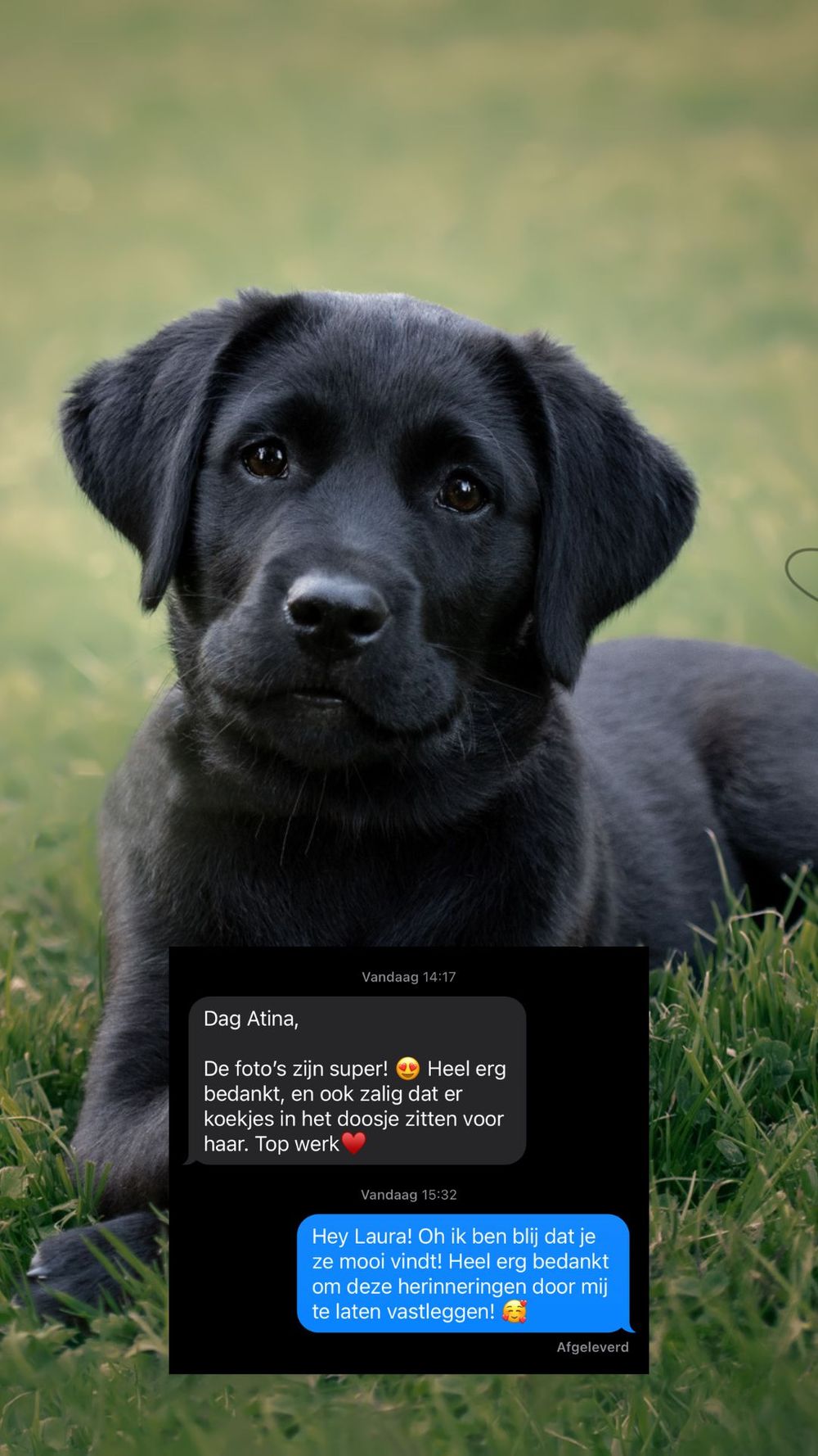 Professionele hondenfotografie  labrador puppy portret  JA Fotografie Herne
Foto van tijdens een puppyshoot