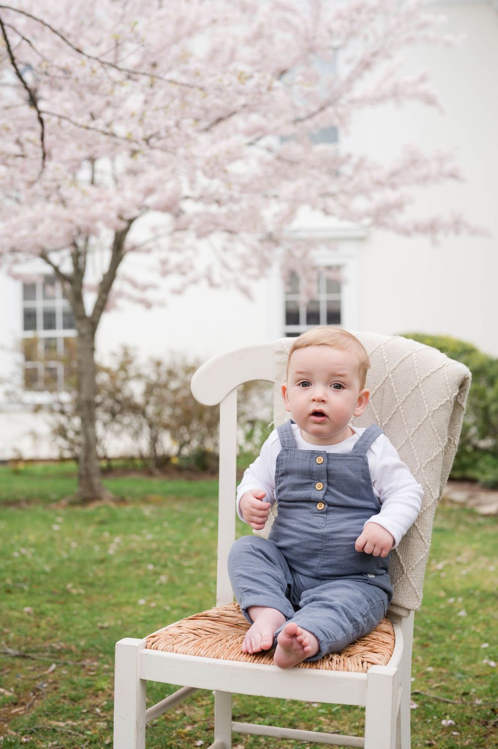 A baby in gray overalls sits in a white chair under blooming cherry trees. Cherry Blossom Mini Sessions Branford CT