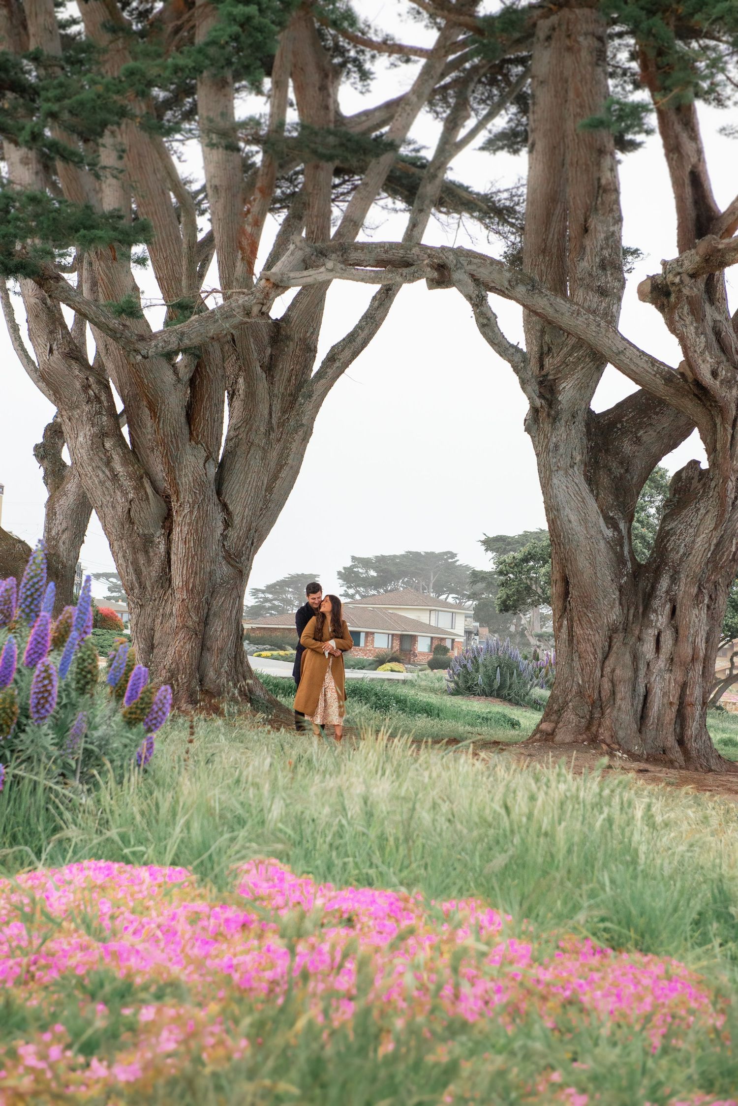 Purple and pink wildflowers bloom beneath towering cypress trees along a coastal hillside path.