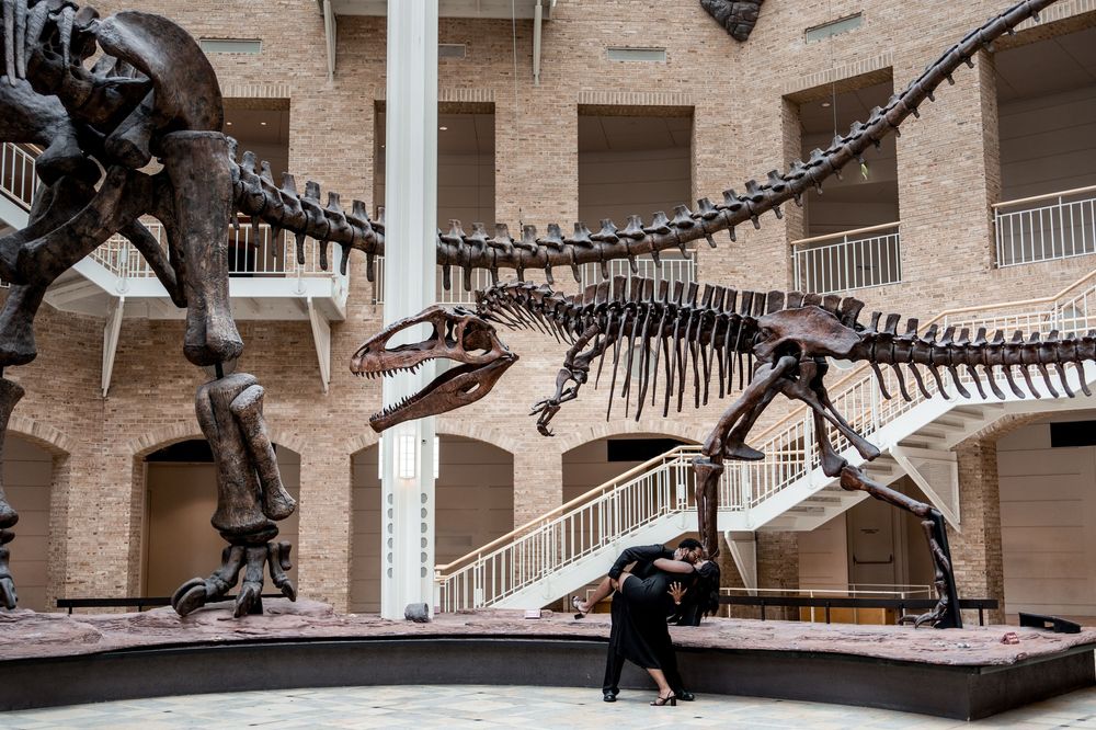 Large dinosaur skeleton fossils on display in a museum showing multiple complete specimens arranged in sequence.