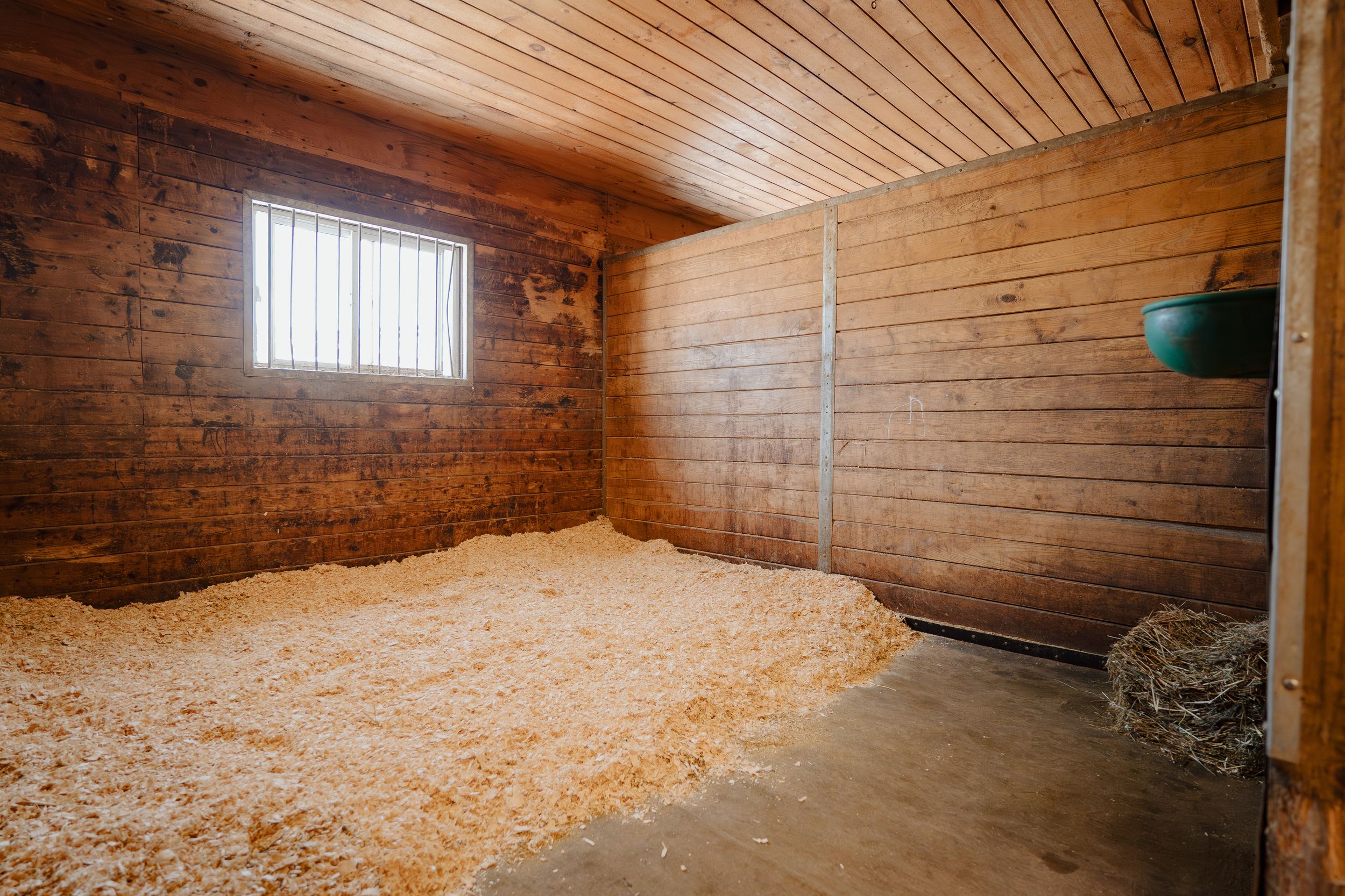 Wood shavings or sawdust cover the floor of a rustic barn interior with wooden walls and beams.