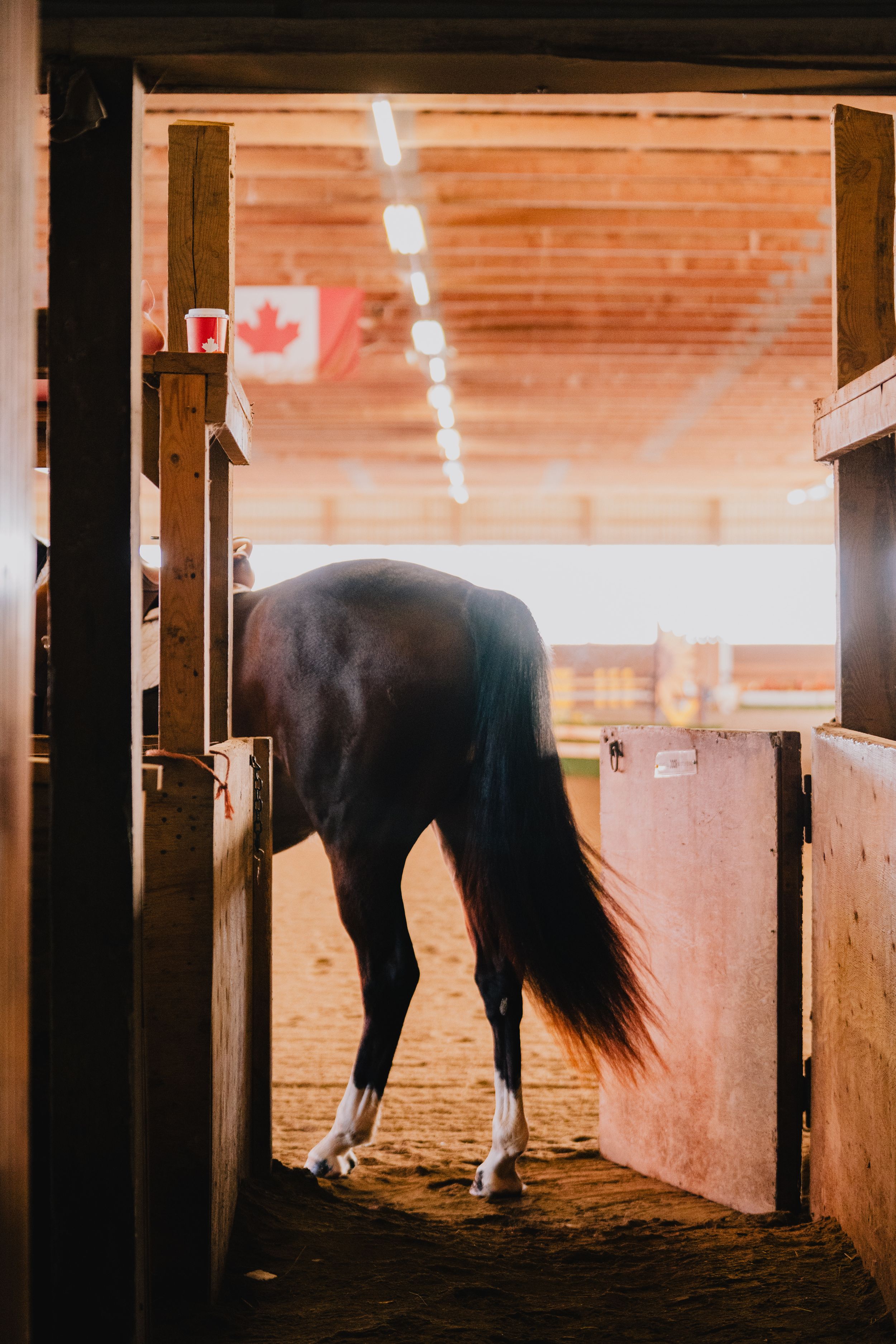 Three horses stand silhouetted in a dimly lit barn stable with warm lighting creating a moody atmosphere.