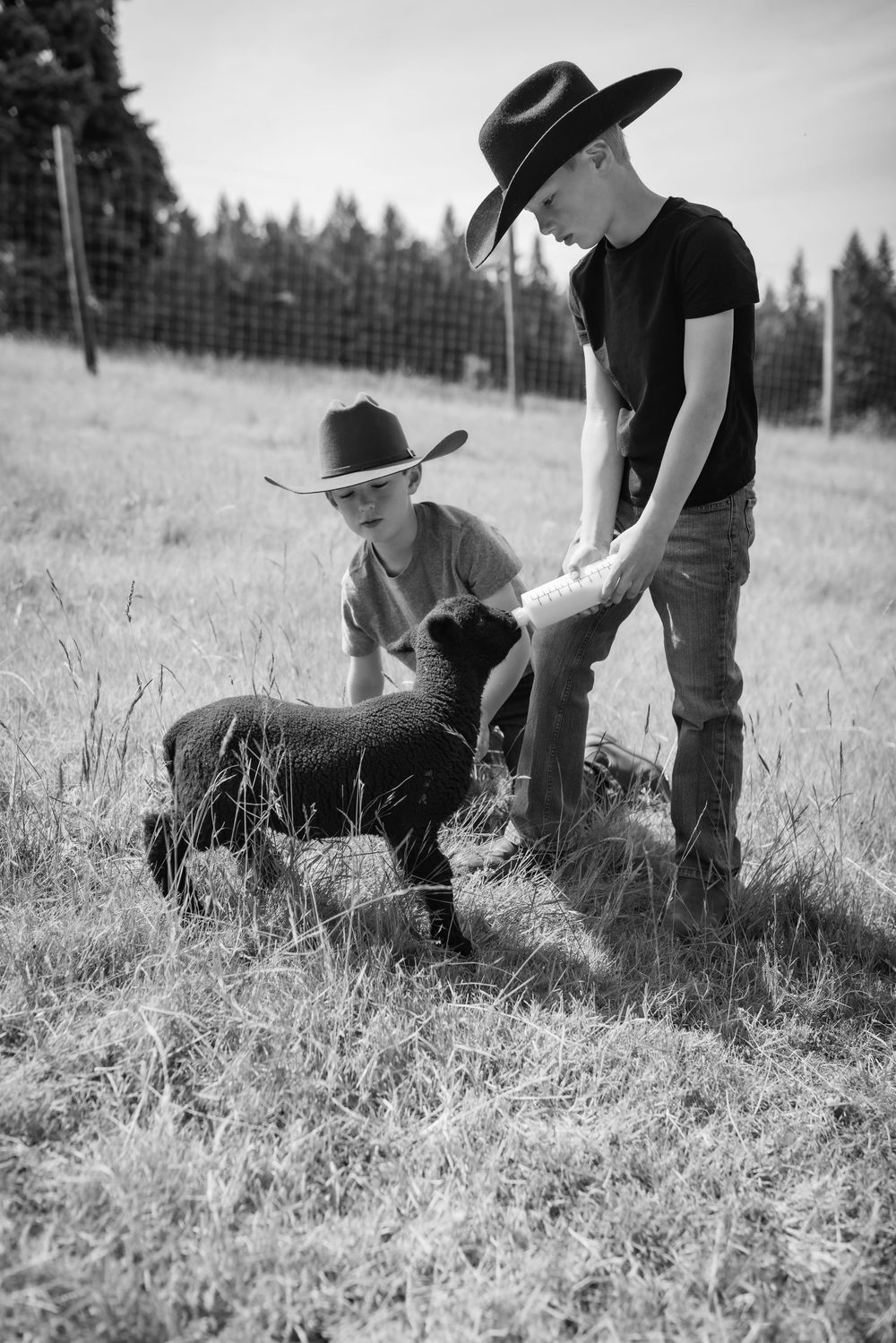 Two boys in cowboy hats tend to a black lamb in a sunny field on a farm.