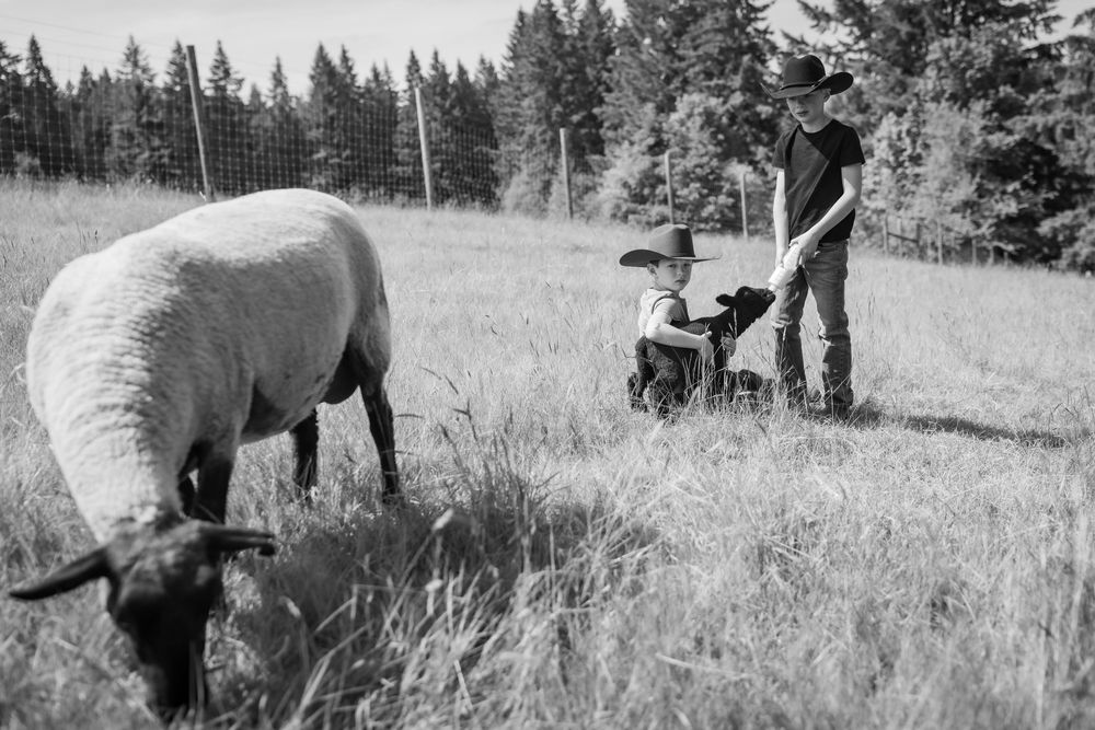 Two boys and an adult feed a black lamb near grazing sheep in a pastoral field.