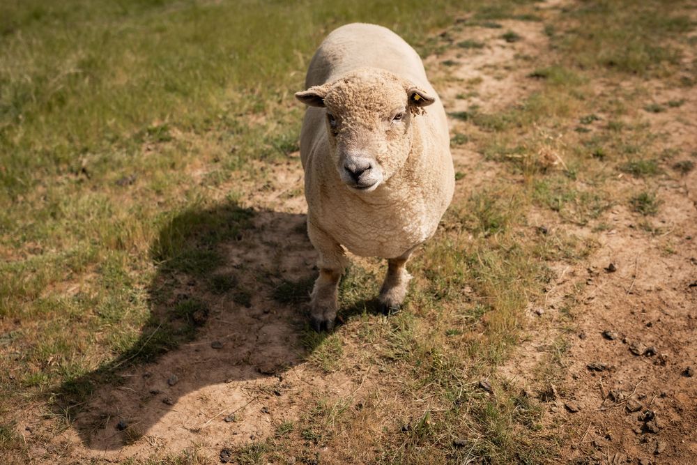 A white sheep walks toward the camera on a dirt path in a sunny green field.