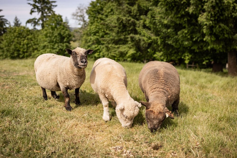 Three sheep grazing on green grass in a field with trees in the background.