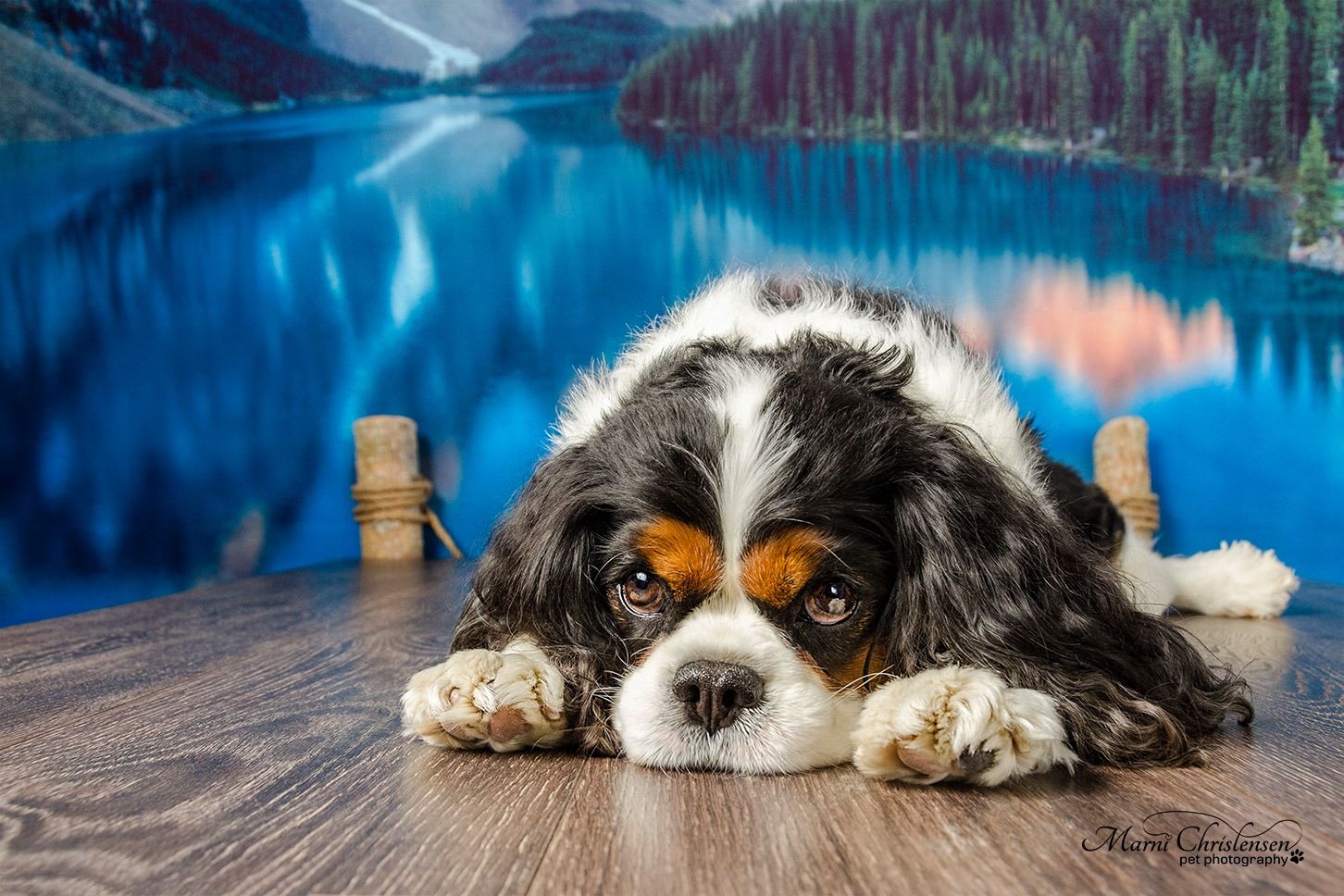 A King Charles Cavalier Dog rests his head on wooden deck overlooking scenic blue mountain lake view.