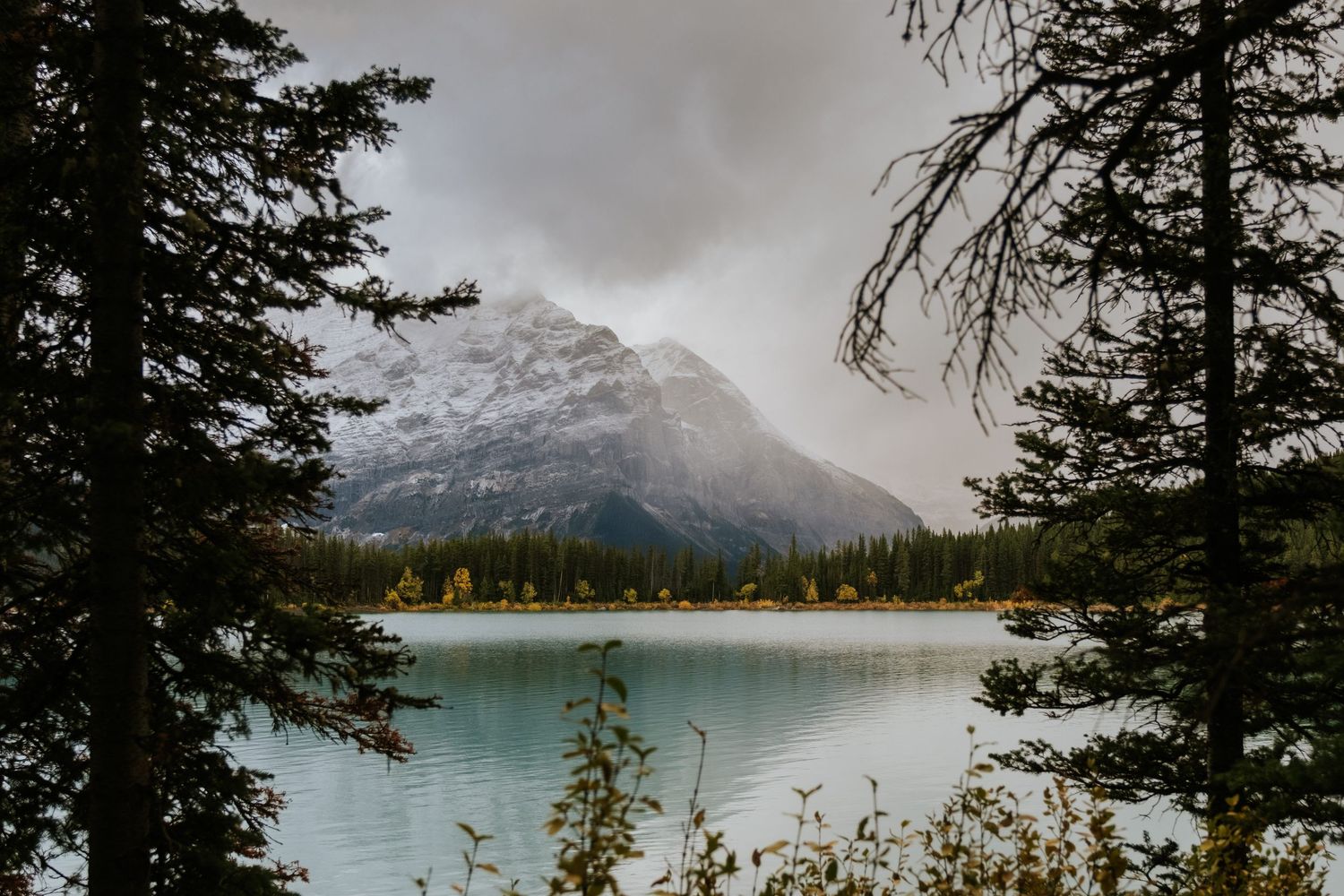 A scenic panoramic view of Peyto Lake in Banff National Park with snow-capped mountains and evergreen trees.