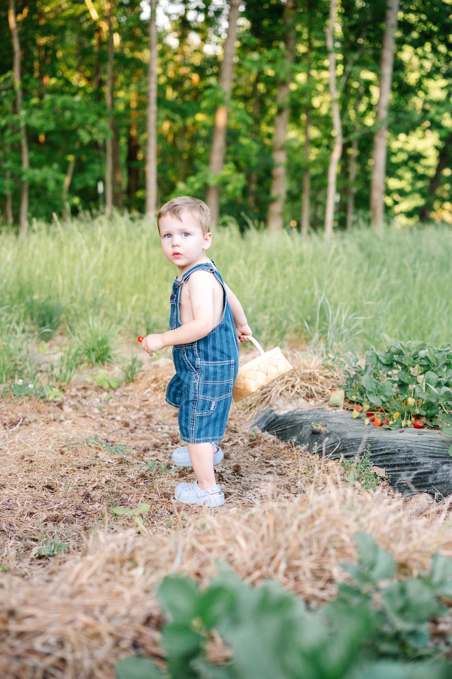 Young toddler boy in denim overalls carrying a basket through a sunny strawberry picking farm.