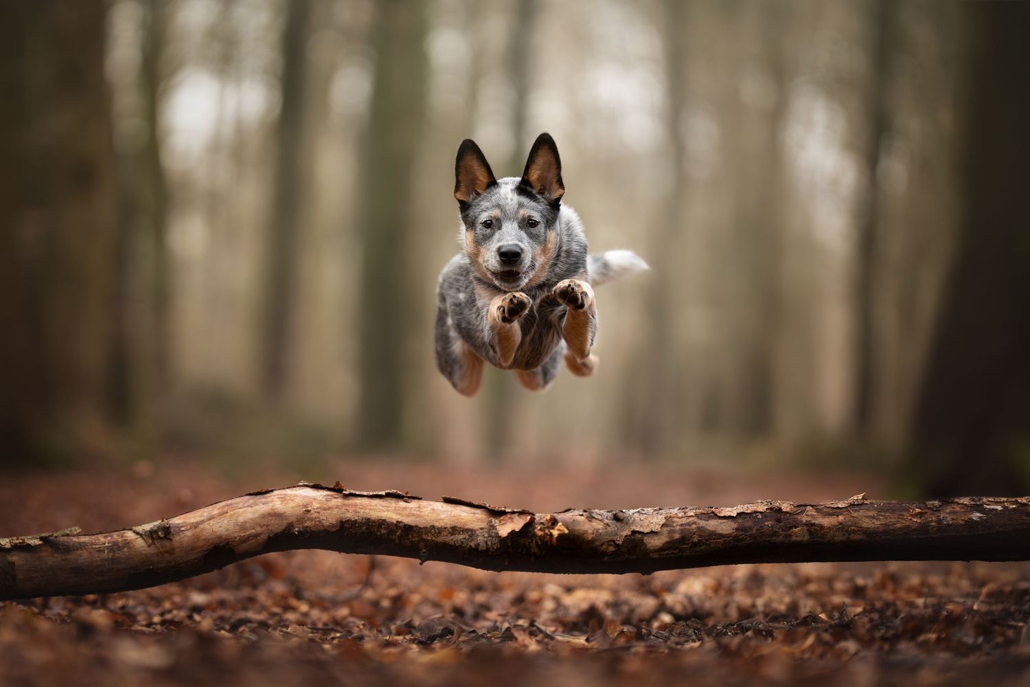 A blue heeler is leaping over a log in a German Forest.