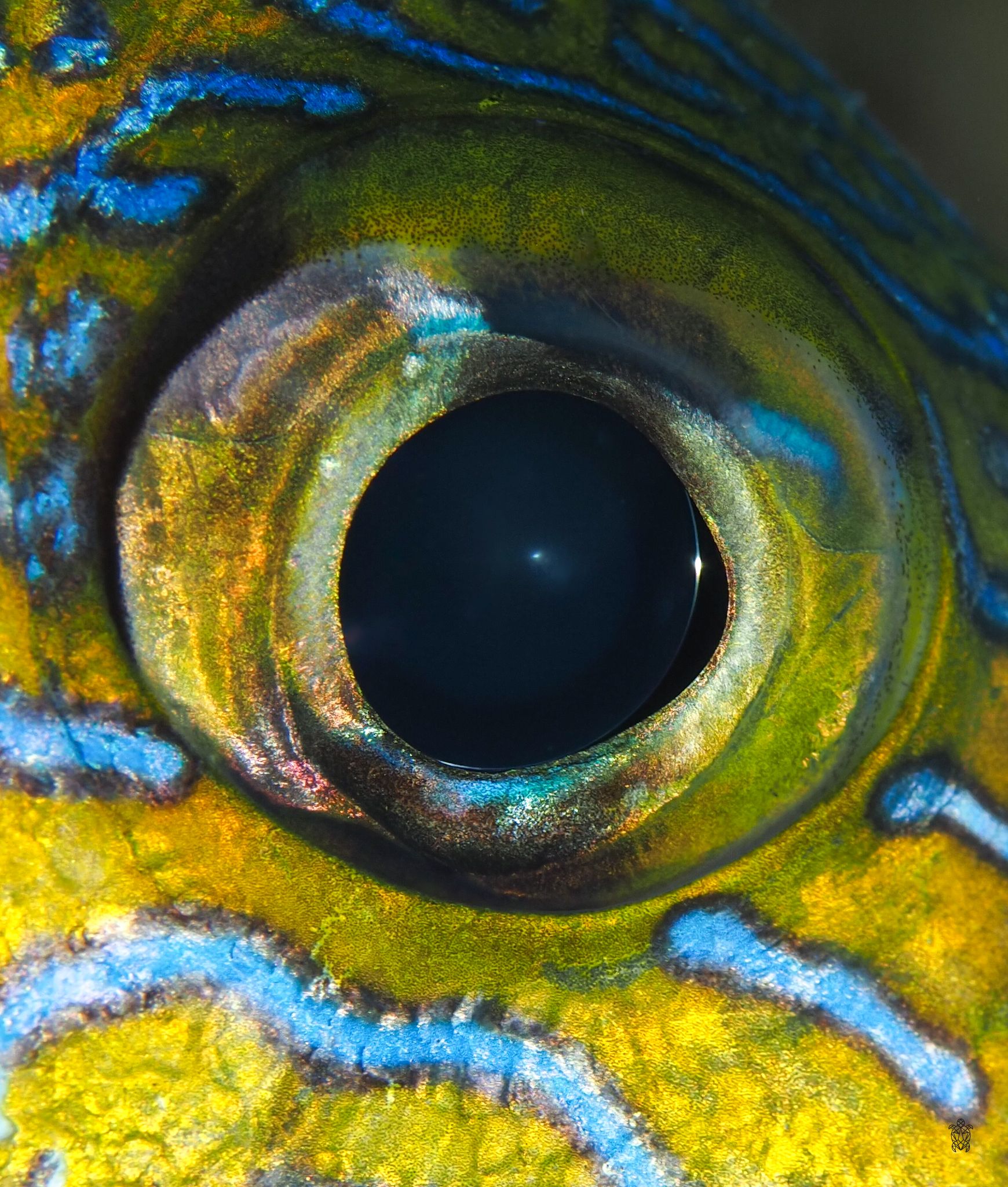 Close-up macro photo of a vibrant fish eye with iridescent blue, gold, and green scales surrounding a dark pupil.