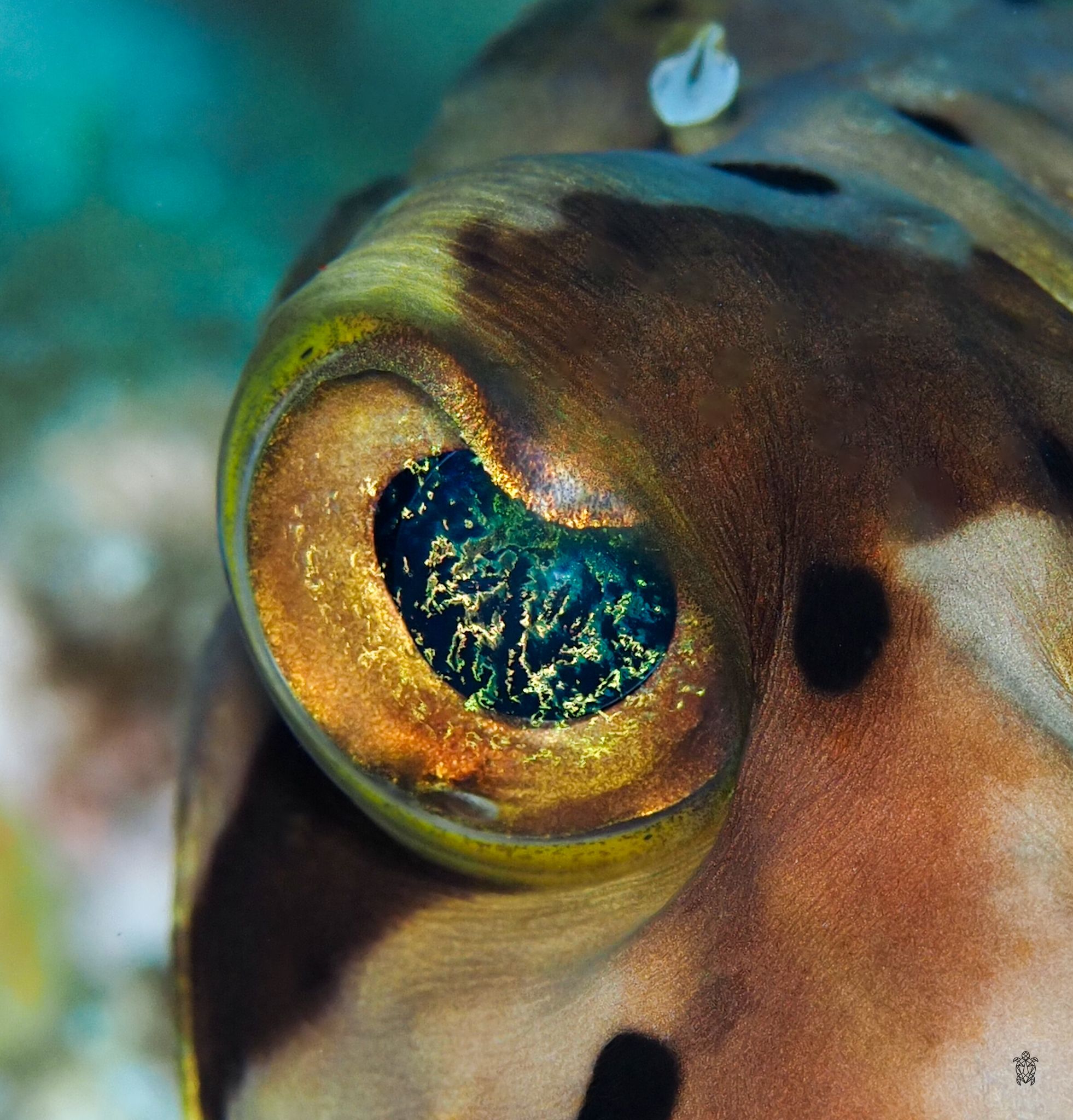 Detailed macro shot of tropical fish eye with golden and black coloring.