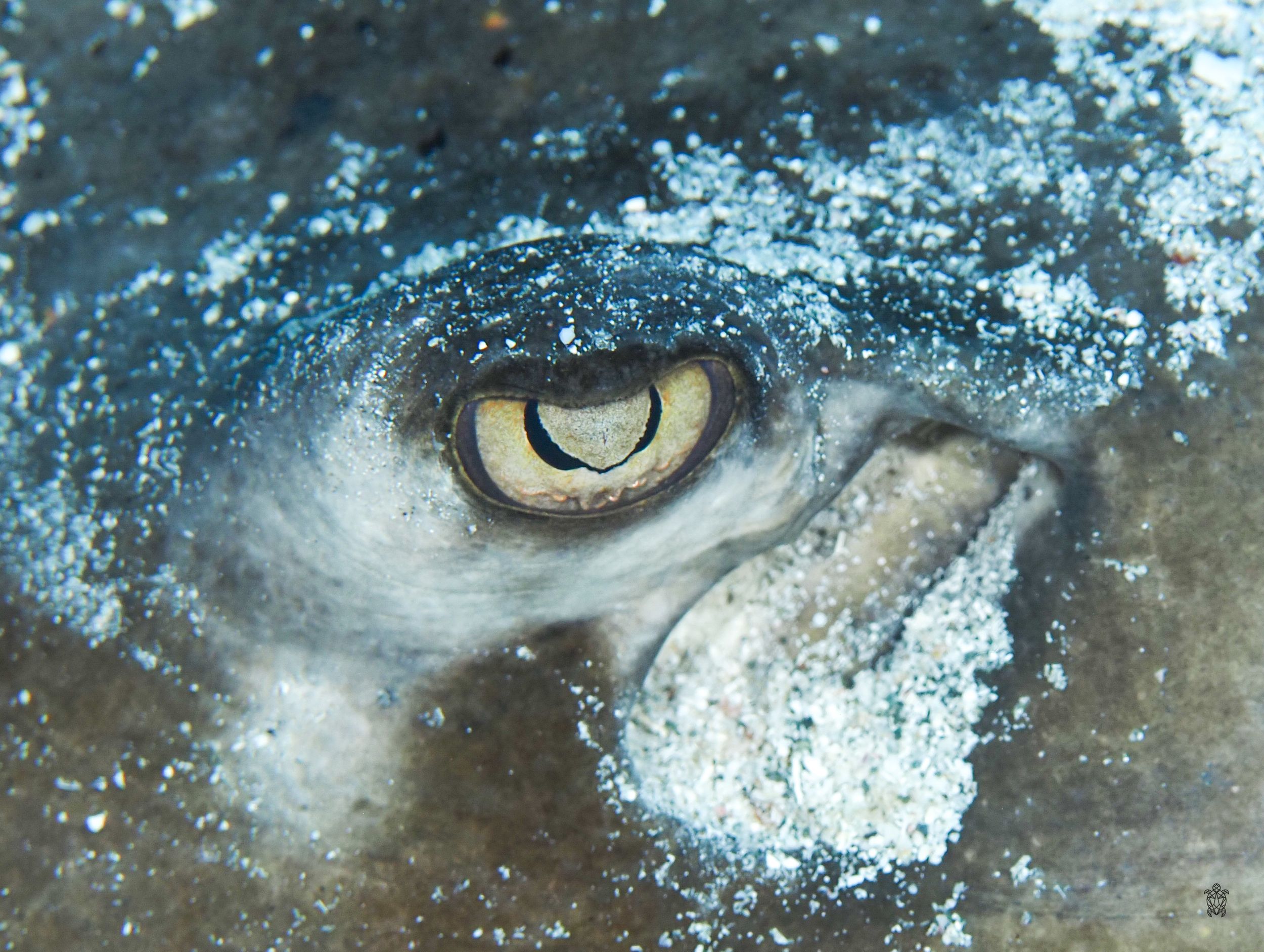 Macro photograph of fish eye with reflective surface in blue water.