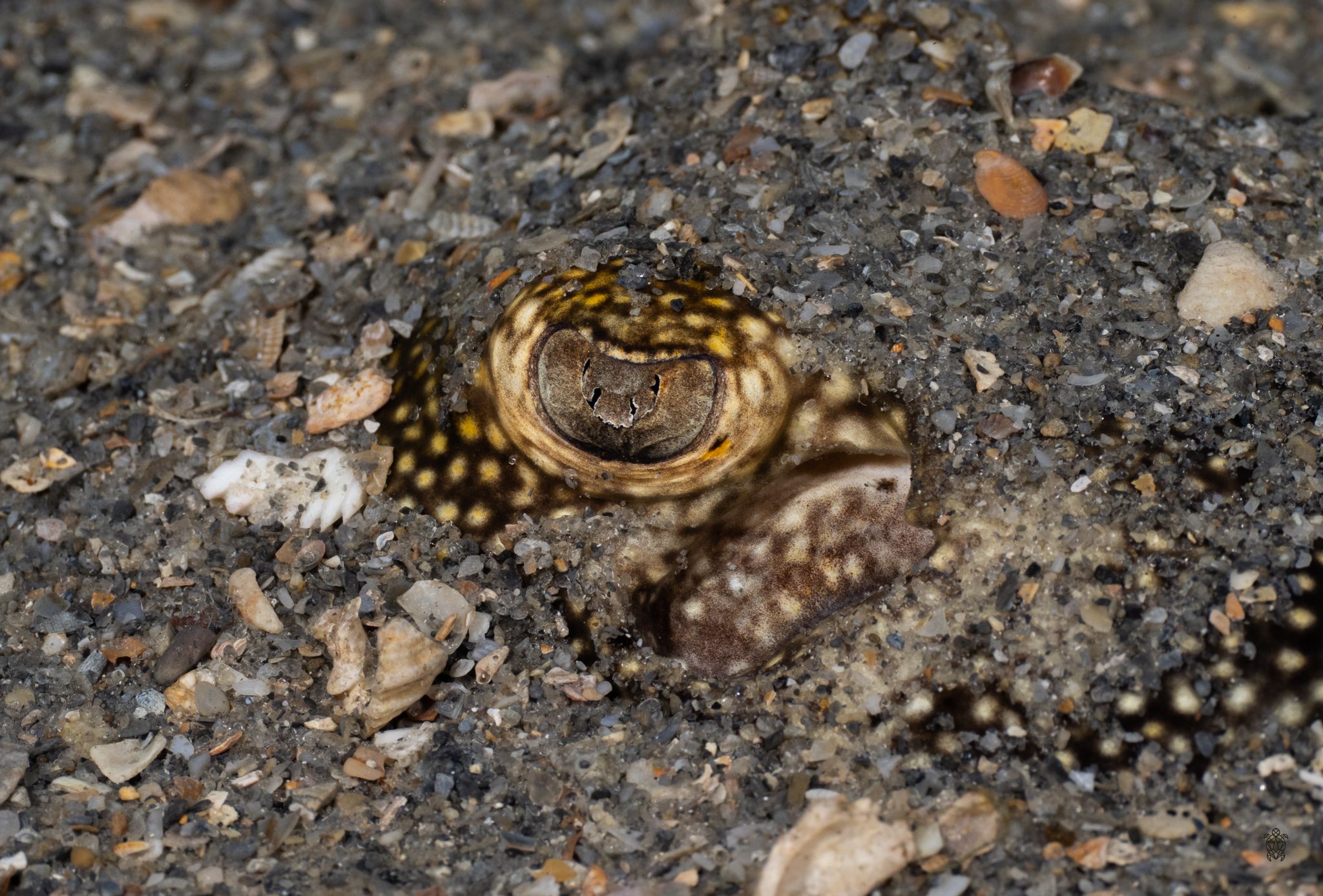 Sequential macro shots of a spotted sea slug crawling across rocky marine surface.