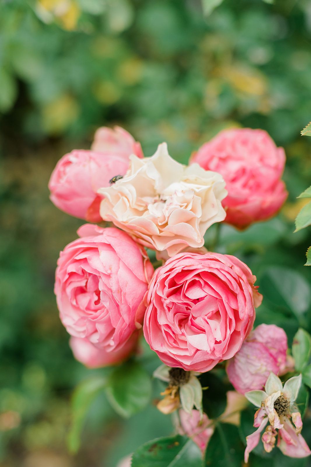 Beautiful pink garden roses blooming in soft focus with delicate petals against blurred green foliage background.