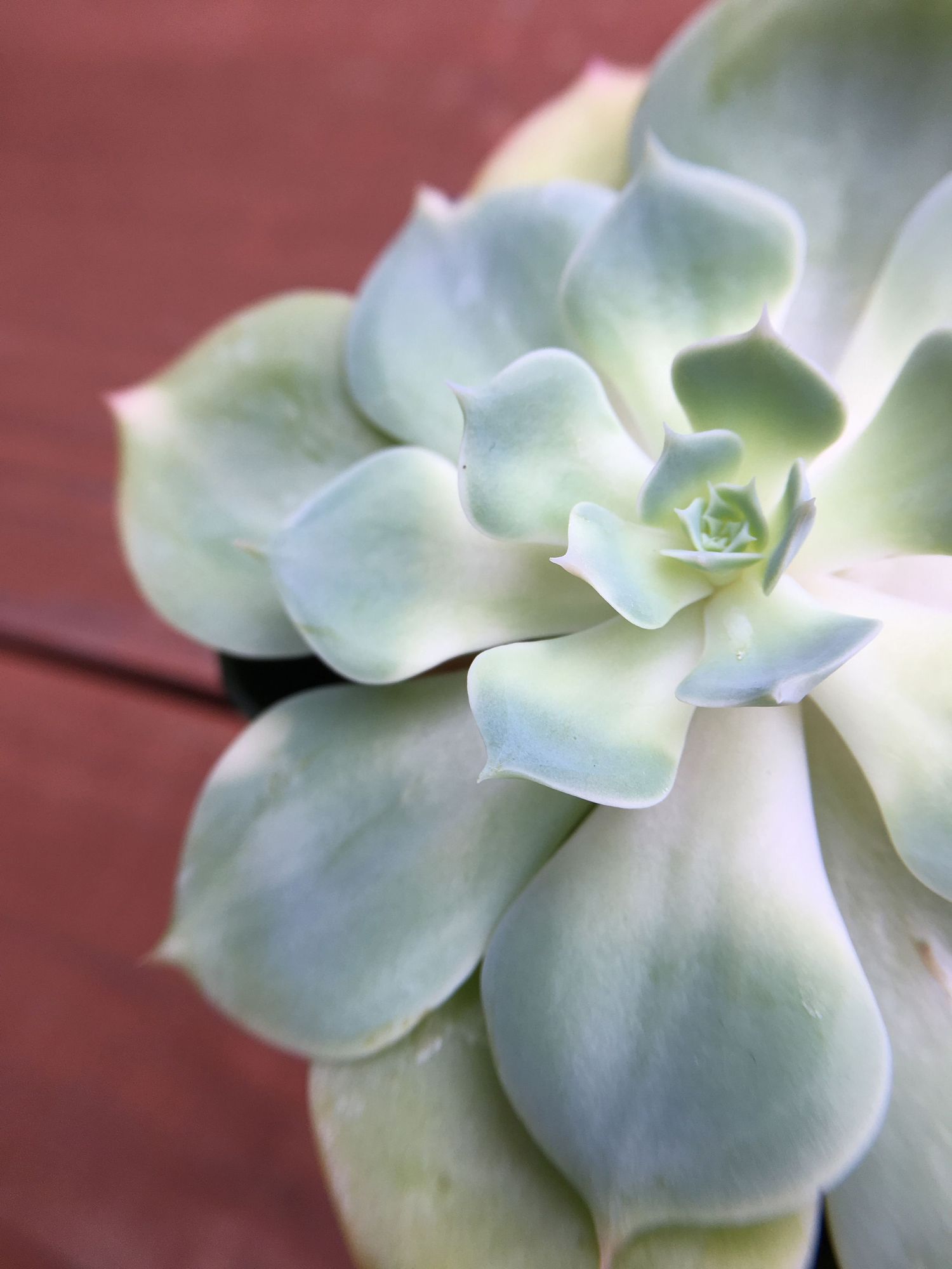 Close-up macro shots of pale green succulent leaves showing delicate curves and textures against a reddish background.