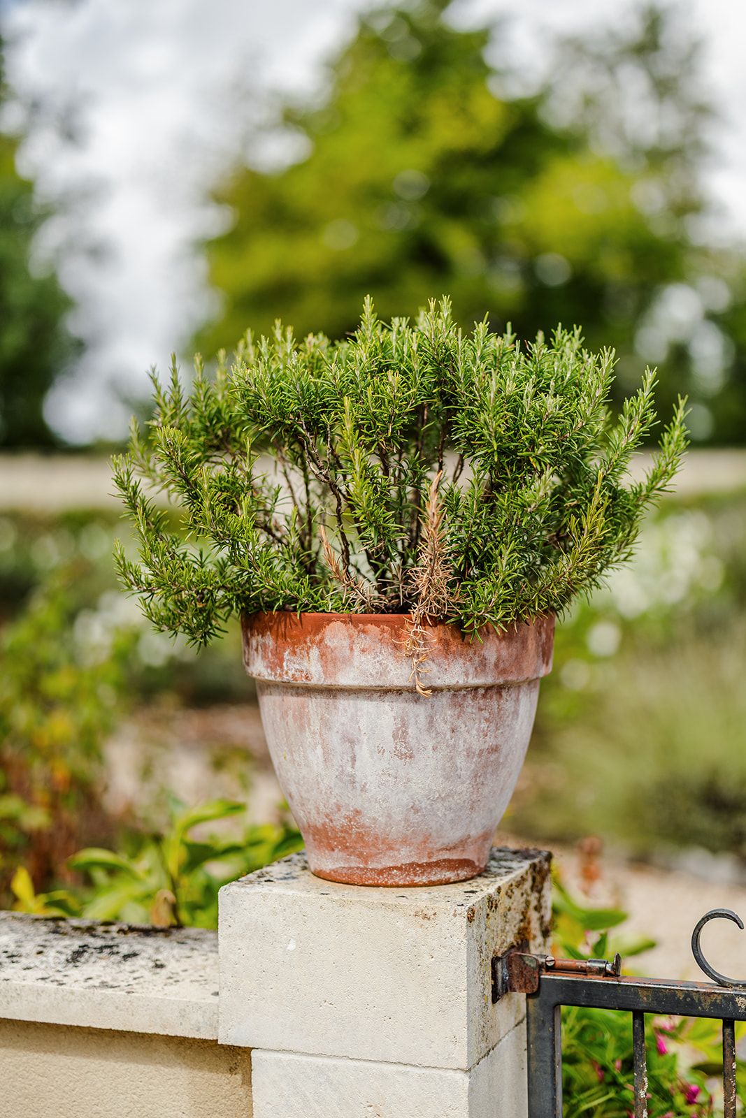 A potted rosemary herb plant sits on a white concrete ledge in a garden setting with soft bokeh background.