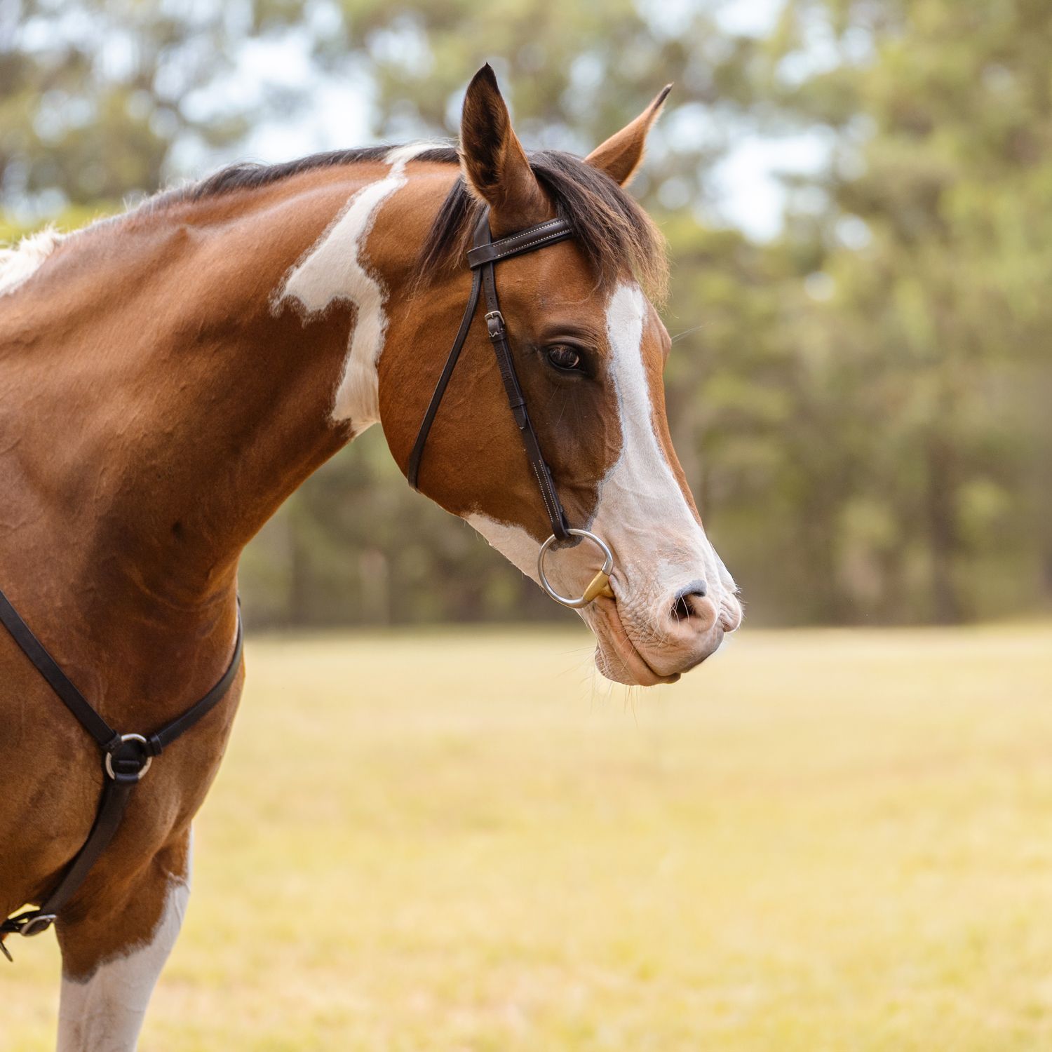 Profile view of a chestnut colored horse with a bridle against a blurred natural background during a photoshoot with horses in sydney