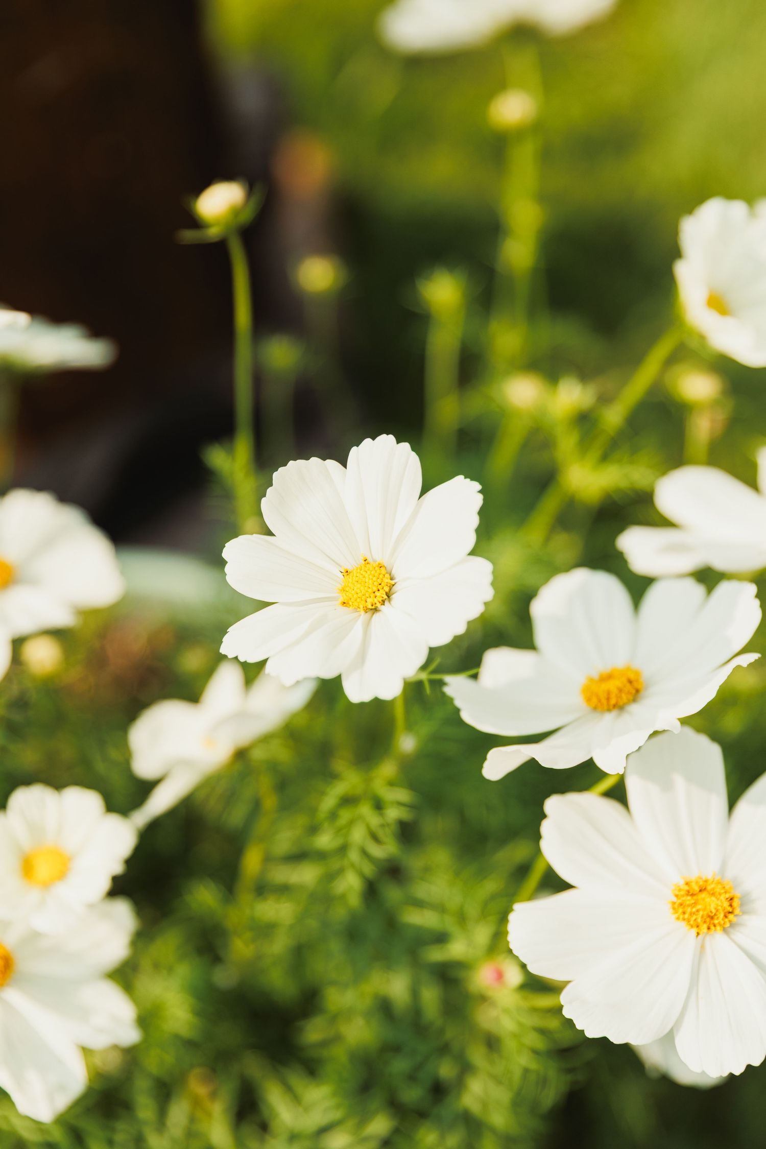 White cosmos flowers blooming in a garden with bright yellow centers against blurred green foliage.